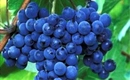 Siyah Üzüm Çeşitleri Nelerdir?