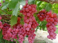 Sofralık Üzüm Çeşitleri Nelerdir?