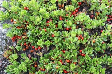Ayı Üzümü Yaprağı Özellikleri ve Faydaları Nelerdir?